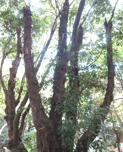 里見の歴史を見つめてきた巨木も　里見公園の木々を訪ねて