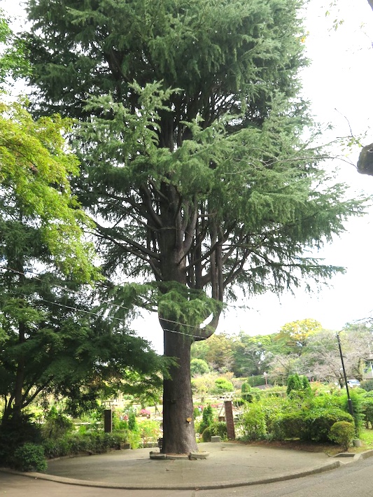 里見の歴史を見つめてきた巨木も　里見公園の木々を訪ねて