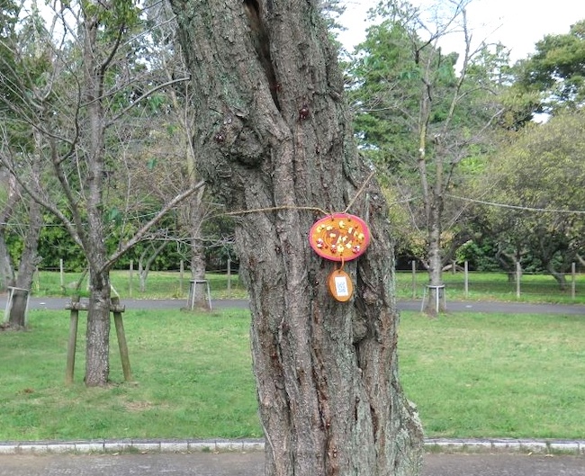 里見の歴史を見つめてきた巨木も　里見公園の木々を訪ねて