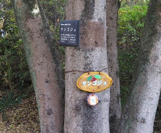 里見の歴史を見つめてきた巨木も　里見公園の木々を訪ねて