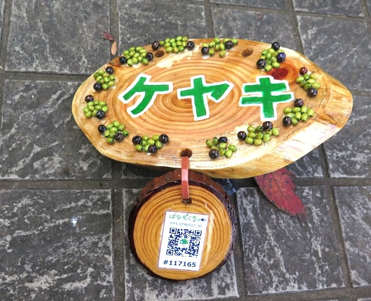 里見の歴史を見つめてきた巨木も　里見公園の木々を訪ねて