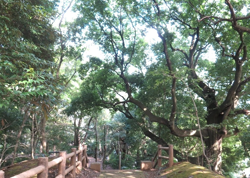 里見の歴史を見つめてきた巨木も　里見公園の木々を訪ねて