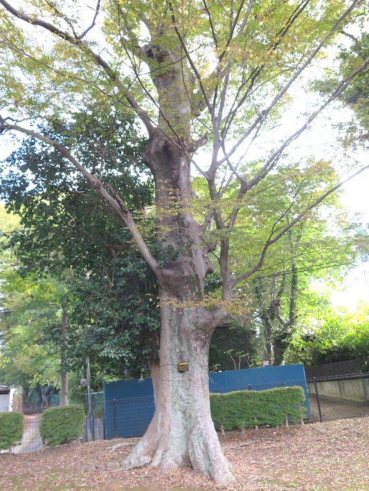 里見の歴史を見つめてきた巨木も　里見公園の木々を訪ねて