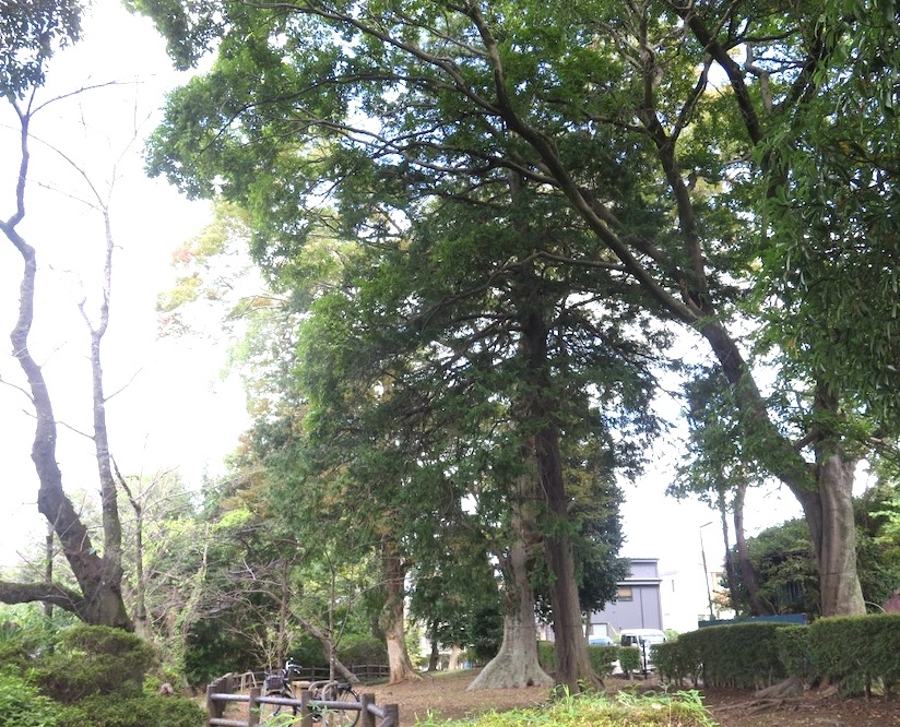 里見の歴史を見つめてきた巨木も　里見公園の木々を訪ねて