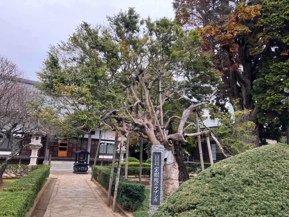 境内には「興胤公お手植え」と伝えられるサザンカの古木が