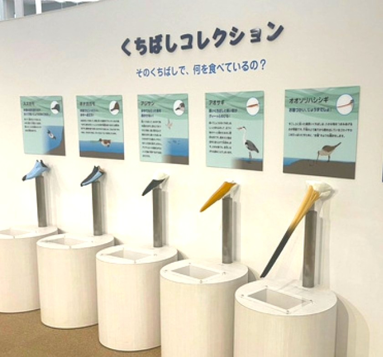企画展の他にも、体験的に楽しむことができる常設展があります。写真は「くちばしコレクションの展示コーナー