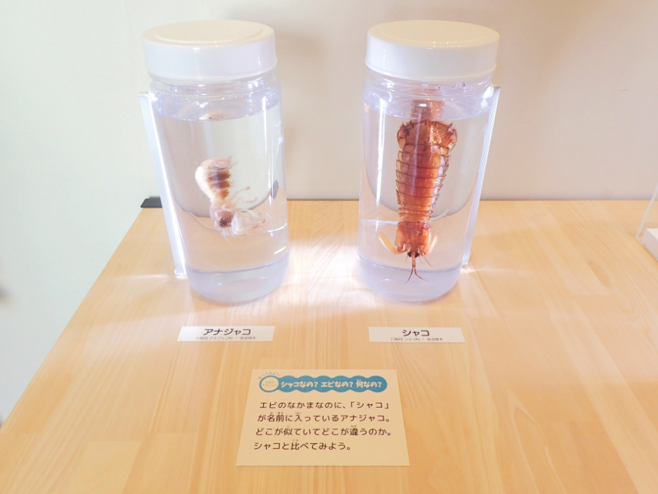 標本で生き物の違い探し