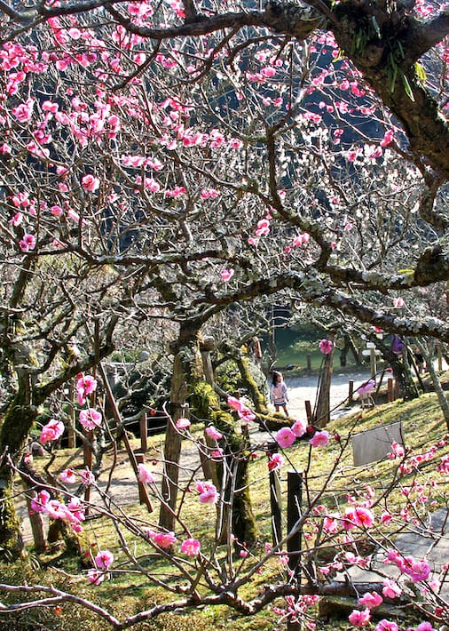土日は屋外でのイベントも開催　成田の梅まつり　2月14日（土）〜3月1日（日）