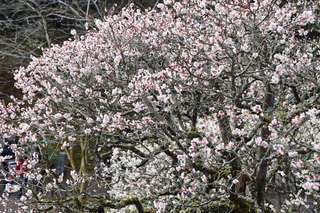 土日は屋外でのイベントも開催　成田の梅まつり　2月14日（土）〜3月1日（日）