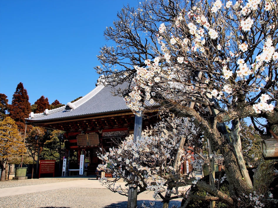 土日は屋外でのイベントも開催　成田の梅まつり　2月14日（土）〜3月1日（日）