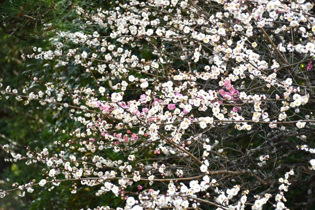 土日は屋外でのイベントも開催　成田の梅まつり　2月14日（土）〜3月1日（日）