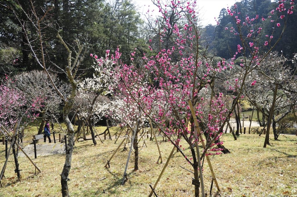 土日は屋外でのイベントも開催　成田の梅まつり　2月14日（土）〜3月1日（日）