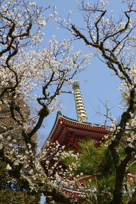 土日は屋外でのイベントも開催　成田の梅まつり　2月14日（土）〜3月1日（日）