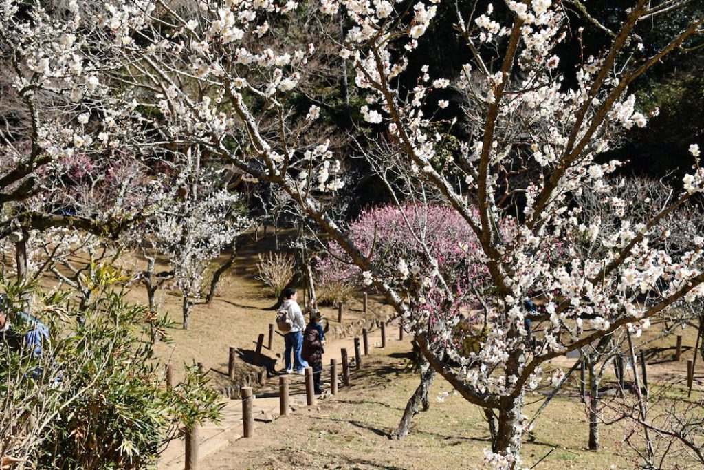 土日は屋外でのイベントも開催　成田の梅まつり　2月14日（土）〜3月1日（日）