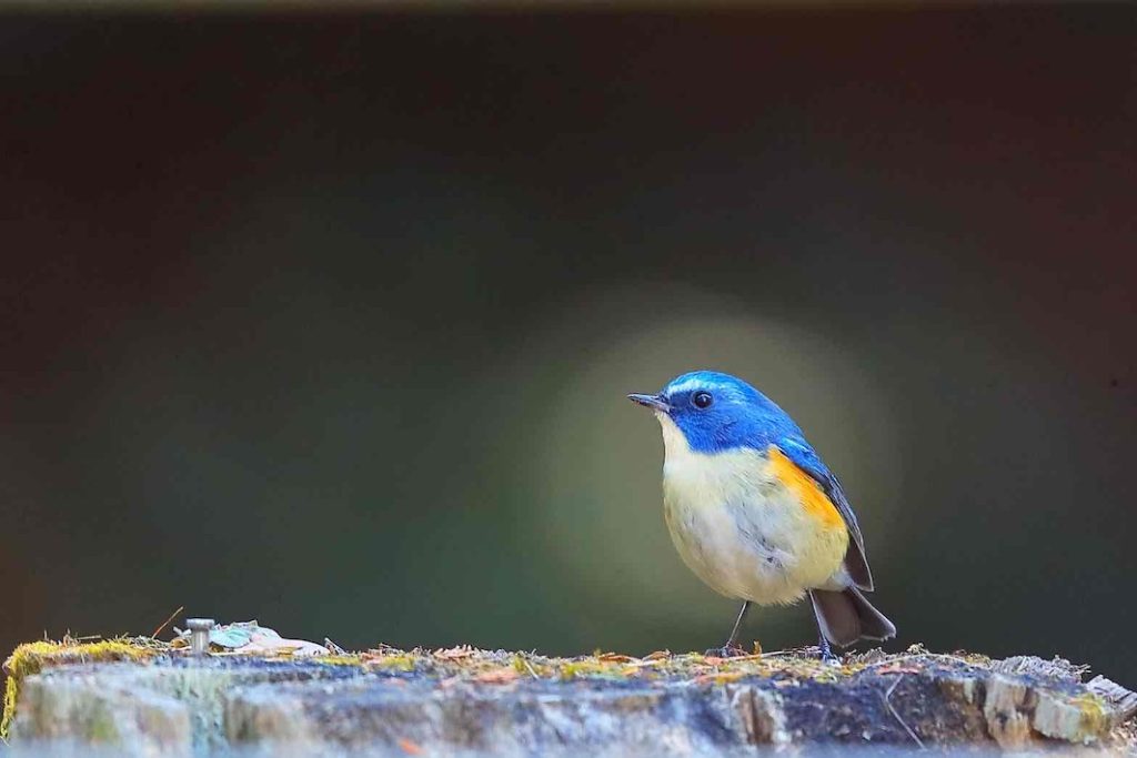 泉自然公園の今を切り取る　ボランティアガイドが伝える野鳥の世界
