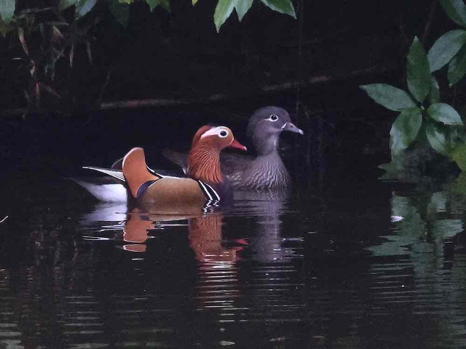 泉自然公園の今を切り取る　ボランティアガイドが伝える野鳥の世界