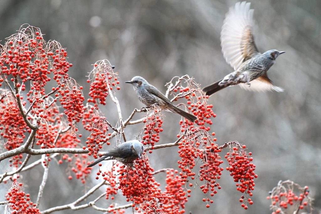 泉自然公園の今を切り取る　ボランティアガイドが伝える野鳥の世界