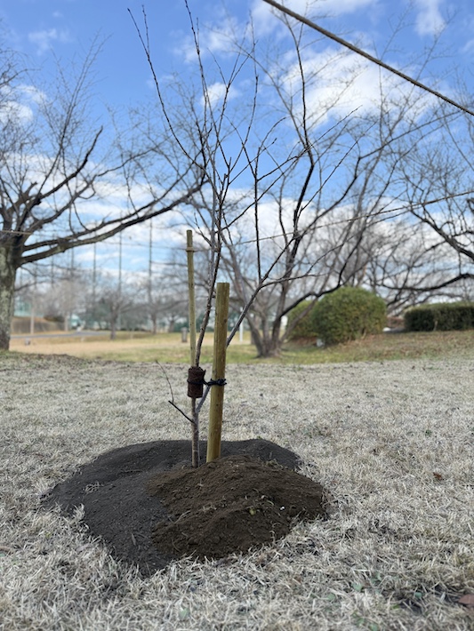 平和願う心をよせて 「ワシントン桜」記念植樹