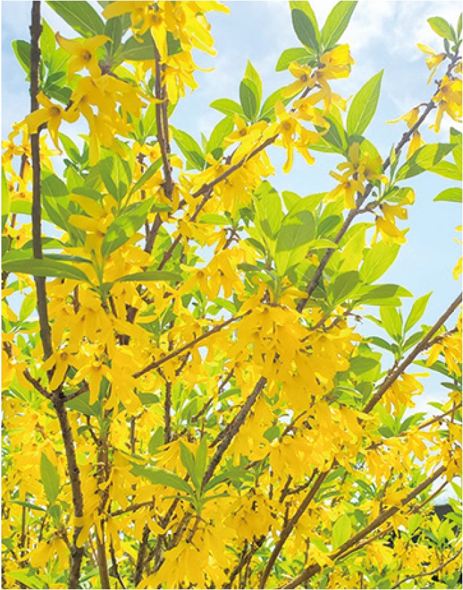 枝一面の花は黄金色に染まる「レンギョウ（連翹）」