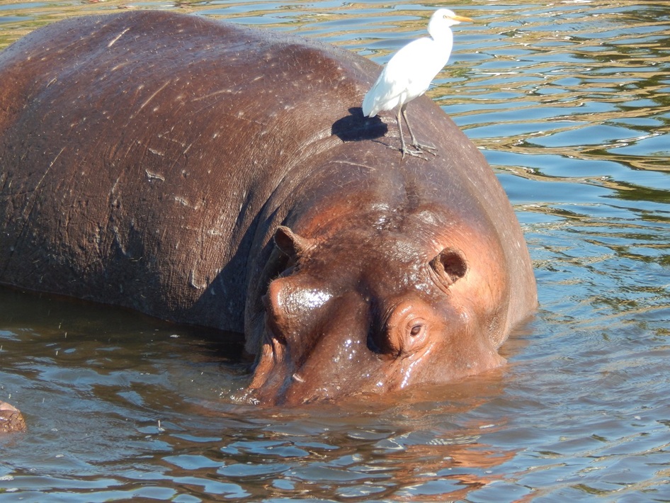 鳥を乗せたカバ