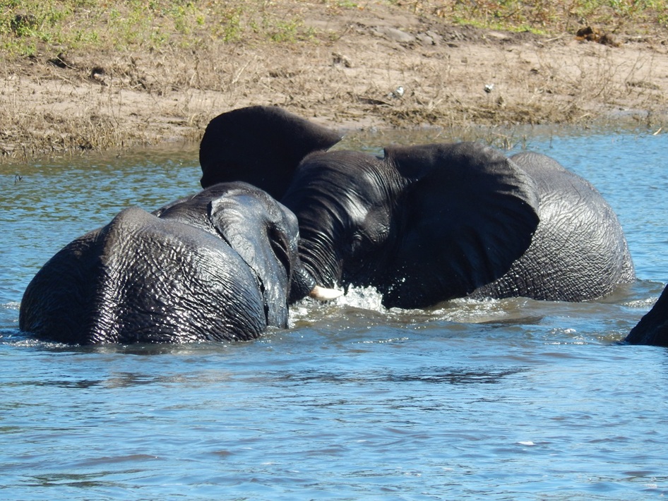 チョベ川を行く船の上から、かなり近づいてゾウの水浴びを見る