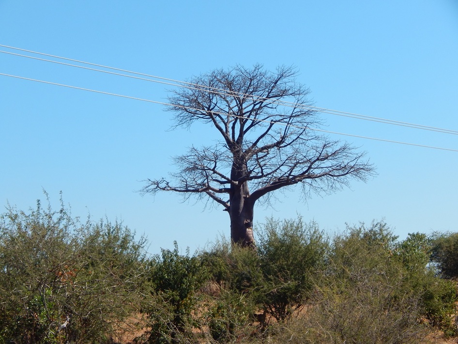 枝を広げるバオバブの木