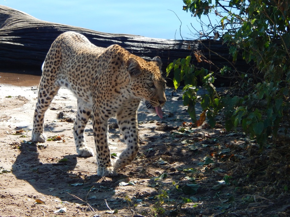 水を飲み終えてこちらへ歩いてくるヒョウ
