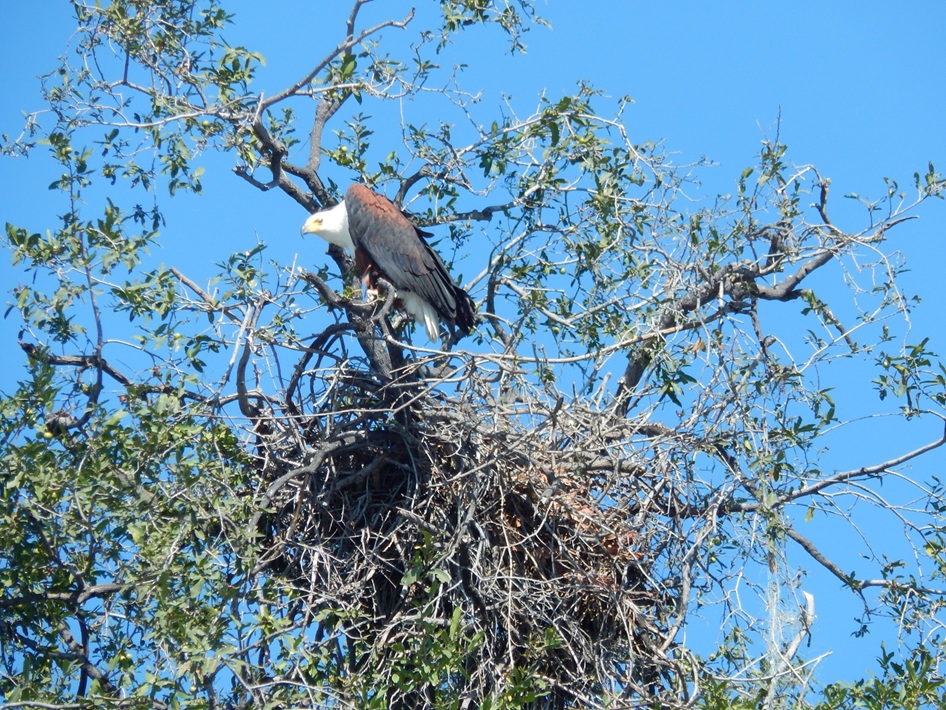 木の上に、ハゲワシがいた