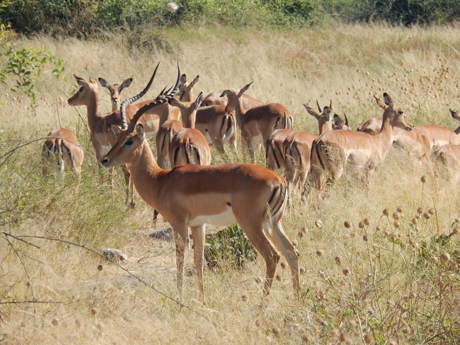 インパラの群れ