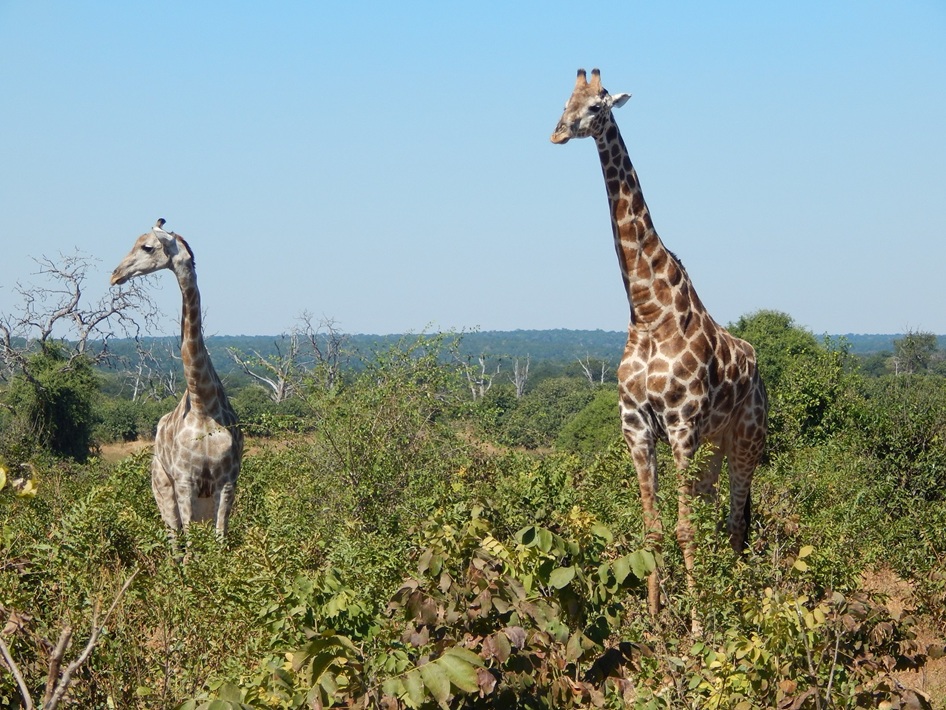 キリンのカップル。大きい方がオス