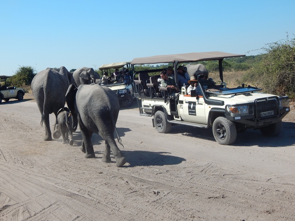 サファリカーのすぐそばまで、ゾウが寄ってくる