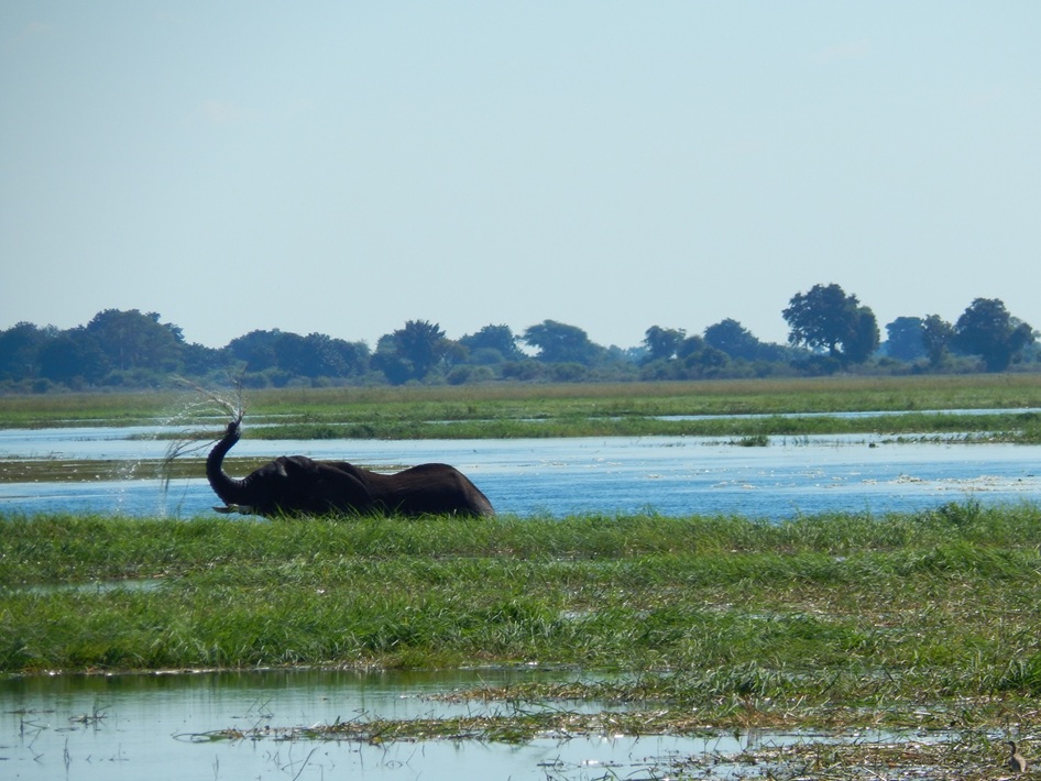ゾウの水浴び。鼻から勢いよく水を吹き出した
