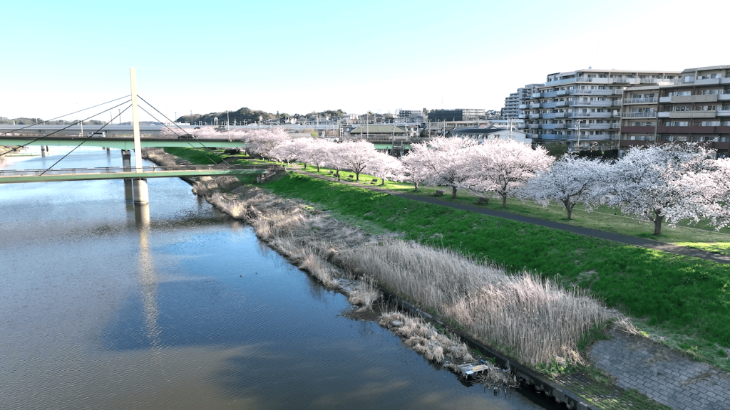 八千代市へようこそ！　2026全国さくらシンポジウム in 八千代