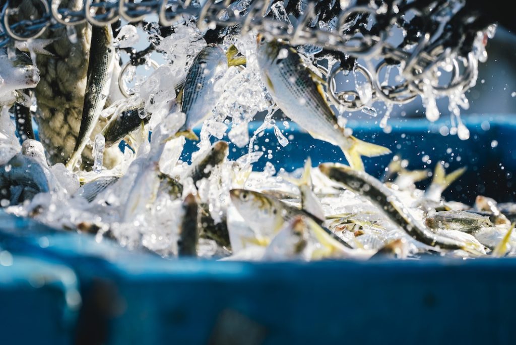 himawari（船橋）が応援大使に　知って食べよう！船橋の海の幸「コノシロ」