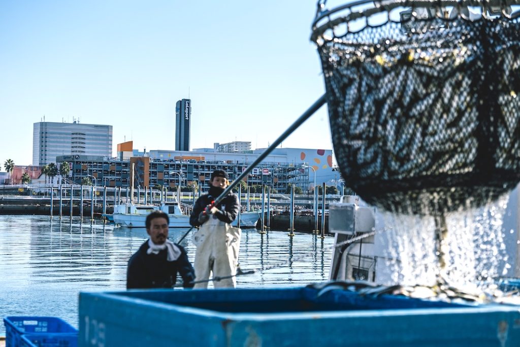 himawari（船橋）が応援大使に　知って食べよう！船橋の海の幸「コノシロ」