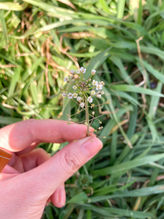 豆苗のように料理に使うことも