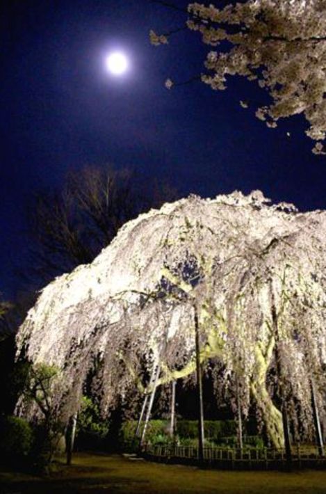 瀧櫻まつり 満月と桜