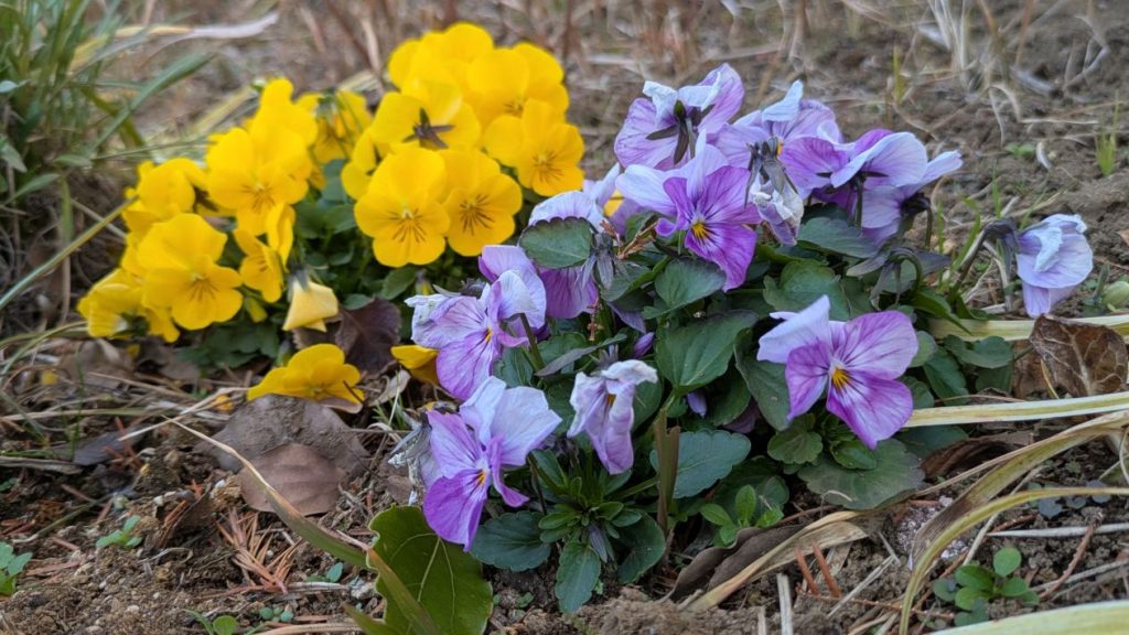 花のネットワーク「フラワーサミット」冬を彩るパンジーたち