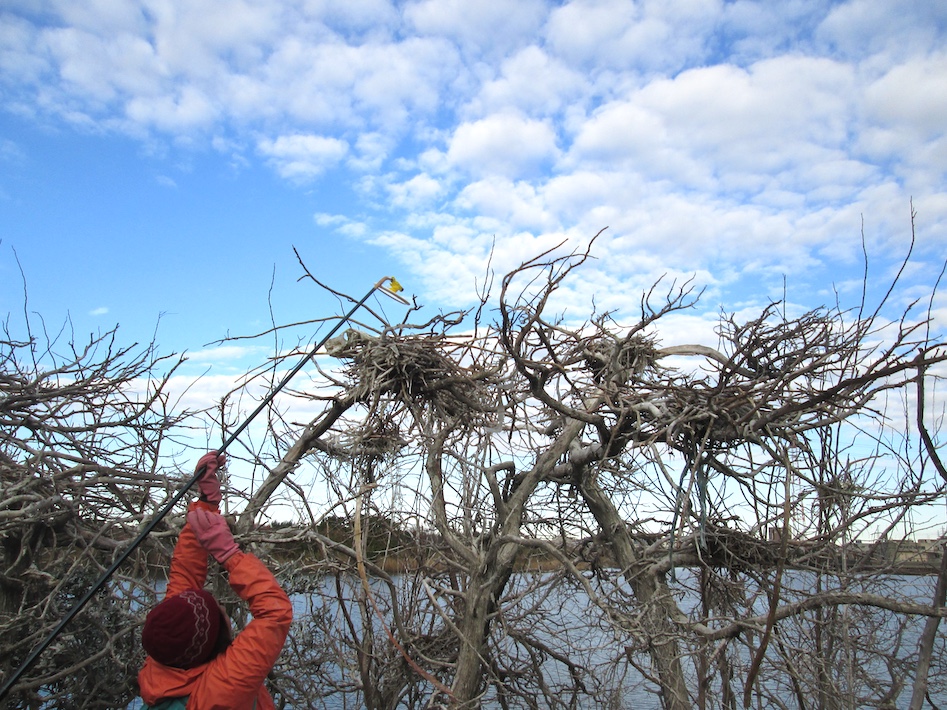 【市川市】行徳湿地で繁殖抑制ドライアイス作戦　カワウとの共生社会を目指して