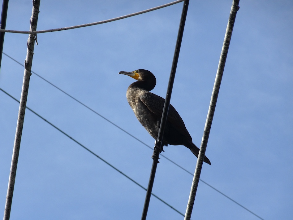 【市川市】行徳湿地で繁殖抑制ドライアイス作戦　カワウとの共生社会を目指して