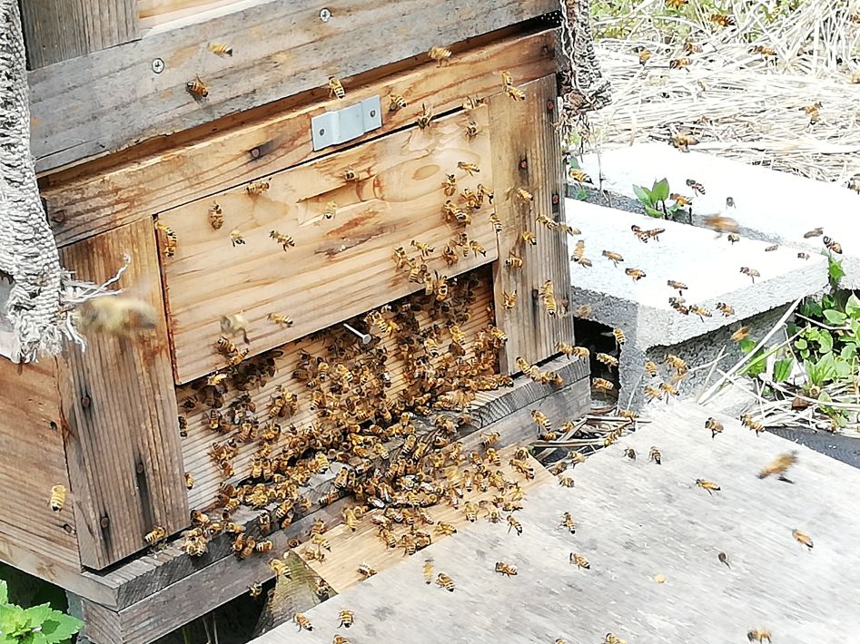 飯村養蜂 約3年かけて選んだ、睦沢町と千葉市の養蜂場