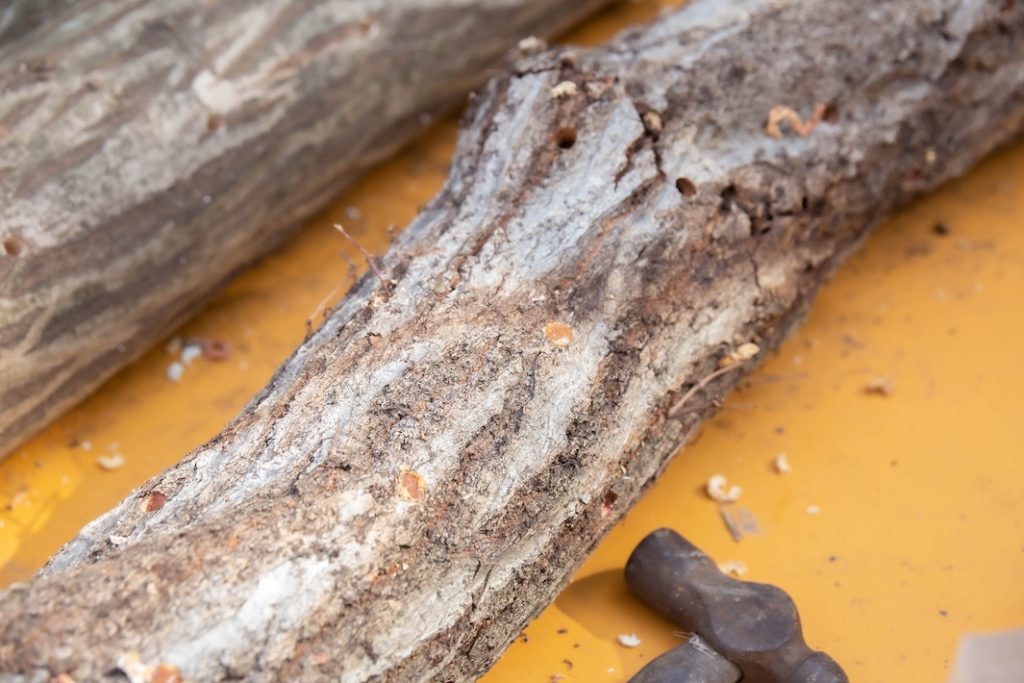 都市の中の森と共に生きる 森林整備活動団体「森のとびら~森といつまでも」