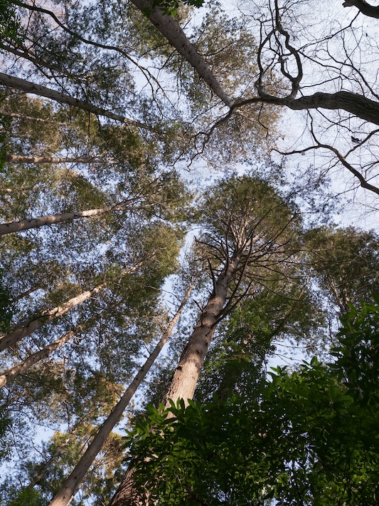 都市の中の森と共に生きる 森林整備活動団体「森のとびら~森といつまでも」