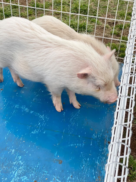 昨年、さまざまな動物が公園に集合しました