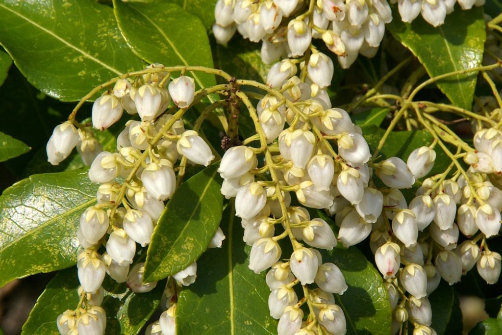 スズランによく似た花が群れて咲く「アセビ（馬酔木）」