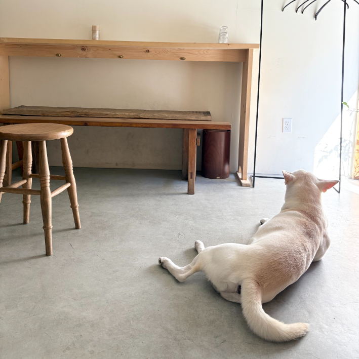 看板犬の白い犬がトレードマーク