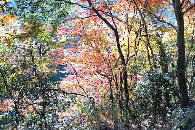もみじ谷4