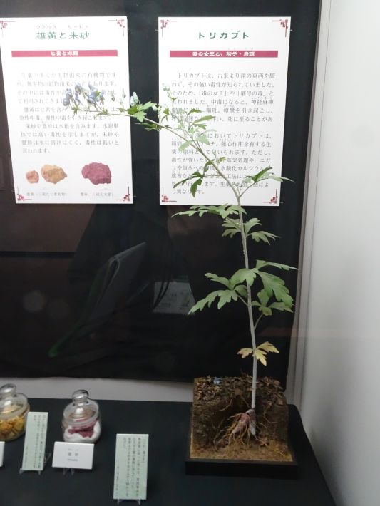 「生薬～自然からの恵み～」美しい猛毒トリカブトの花