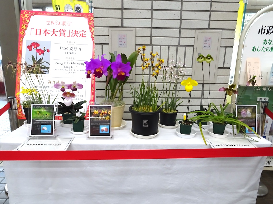 世界らん展2026 ー花と緑の祭典ー　船橋市ゆかりの尾木克行さんが日本一に輝く