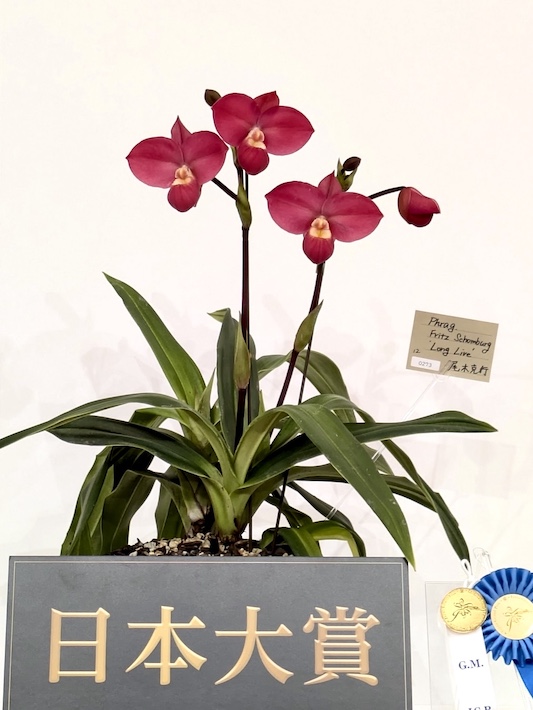 世界らん展2026 ー花と緑の祭典ー　船橋市ゆかりの尾木克行さんが日本一に輝く